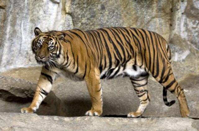 Indonezijoje sumatrinis tigras sudraskė ūkininką