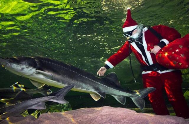 Kartu su eršketais plaukioja ir Kalėdų senelis