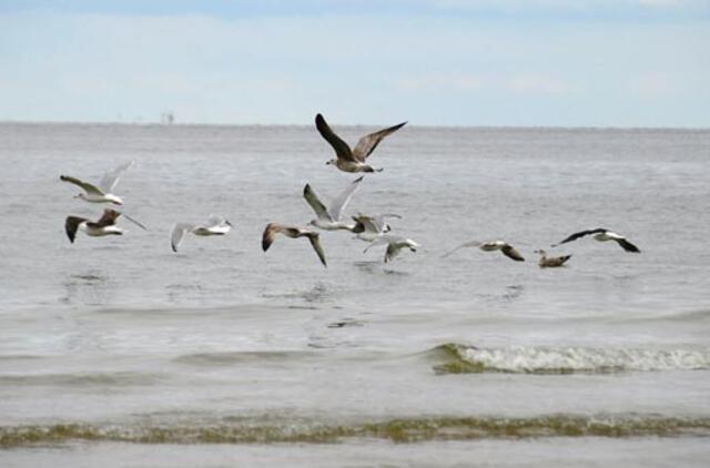 Orai: vos apsidžiaugę žiema, vėl nusivilsime