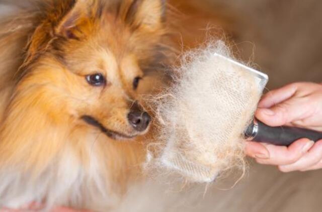 4 patarimai kaip spręsti augintinio kailio slinkimo problemas