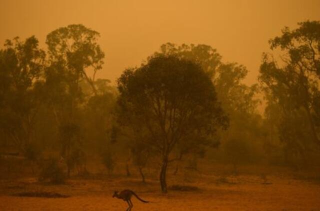 Australijoje liepsnose žuvo beveik pusė milijardo gyvūnų