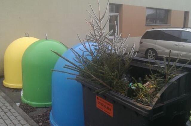 Eglučių surinkimo tvarka Klaipėdos mieste