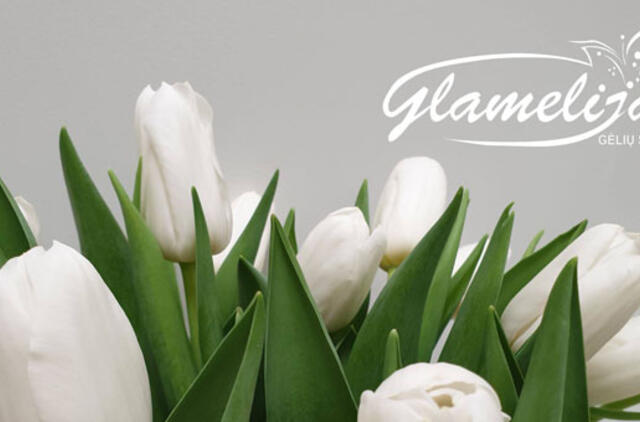 Floristikos salone - Glamelija tulpių žydėjimo metas