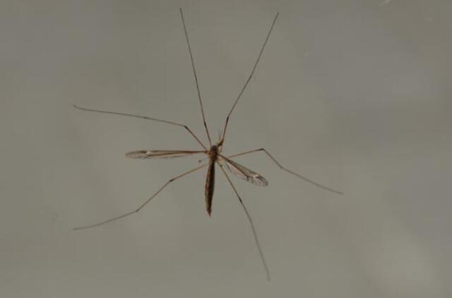 Nacistai planavo kare panaudoti uodus kaip ginklą