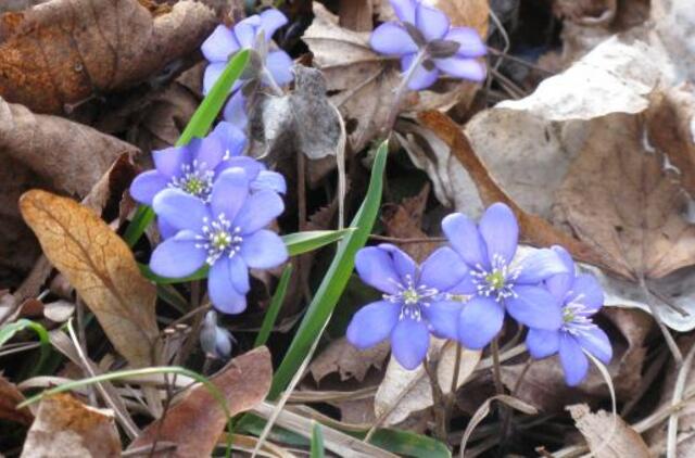 Nidoje ir Šilutėje - dienos šilumos rekordai