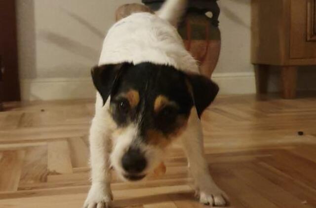 Paupiuose dingo kalytė