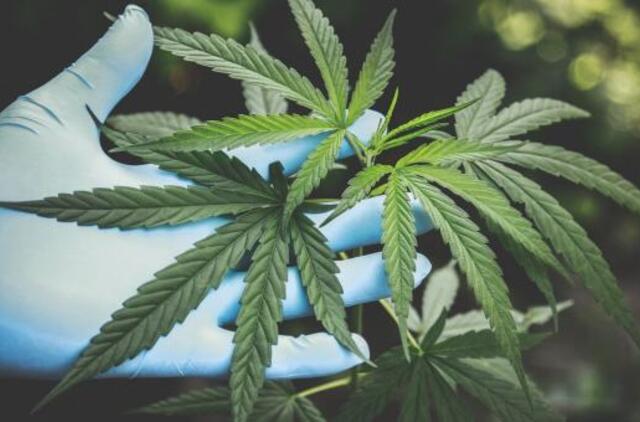 Pluoštinių kanapių verslo paroda: ar Lietuva spės į pasaulinį inovacijų traukinį?