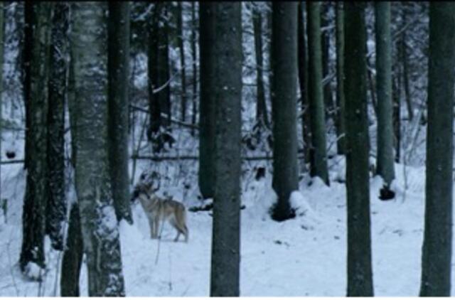 Įkurtas fondas, siekiantis apsaugoti senąsias Lietuvos girias