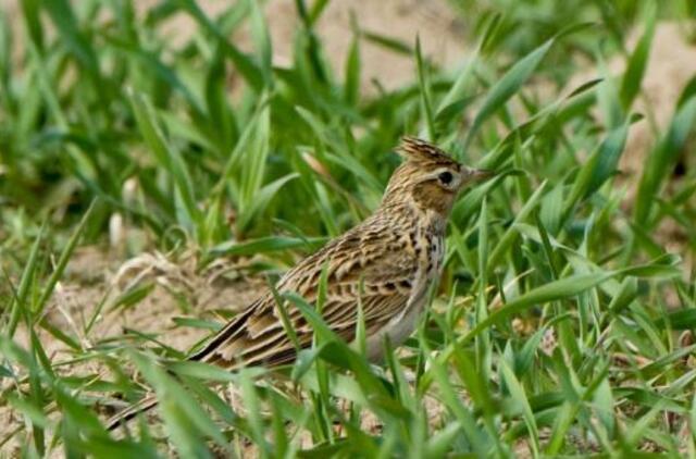 Ventės ornitologai jau stebi vieversius ir pempes
