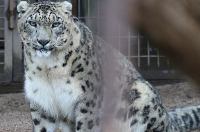 Viduržiemiui artėjant zoologijos sodo gyvūnai neįprastai guvūs