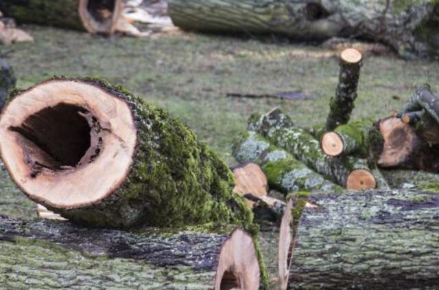 Gargždų parke įvertino medžius, kuriuos reikia šalinti