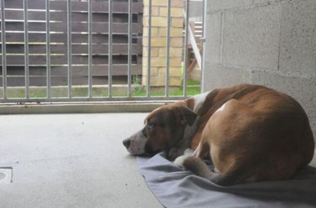 Gyvūnų gerovė sukasi užburtame rate