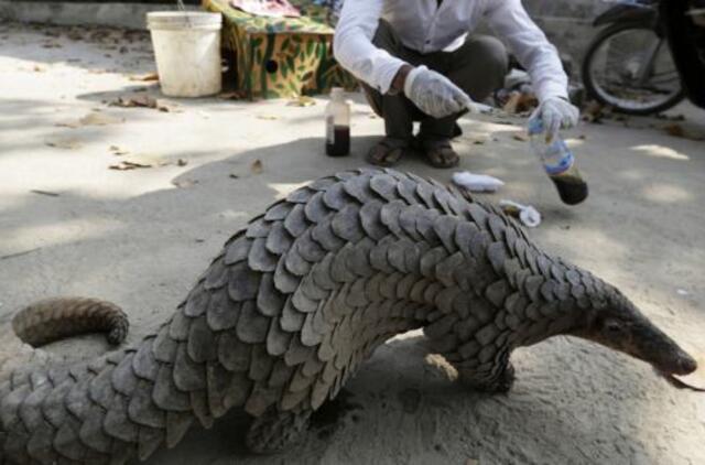 Kinų mokslininkai: koronavirusą galimai pernešė skujuočiai