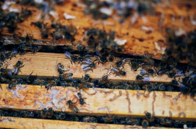 Lietuviško medaus galia: gydo gerklės skausmą, gaivina odą ir stiprina organizmą