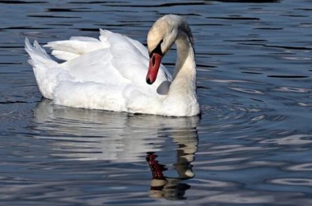 Prasidėjo pavasarinė paukščių migracija