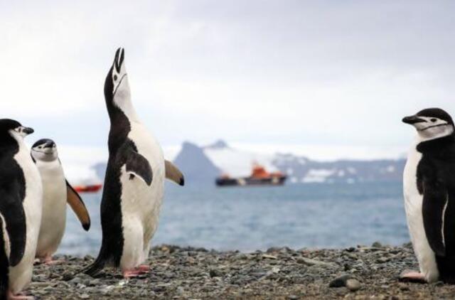 Rekordas: Antarktidoje užfiksuota tokia pat temperatūra kaip saulėtoje Kalifornijoje