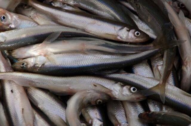 Stintų šventėje Palangoje nuobodžiauti neteks