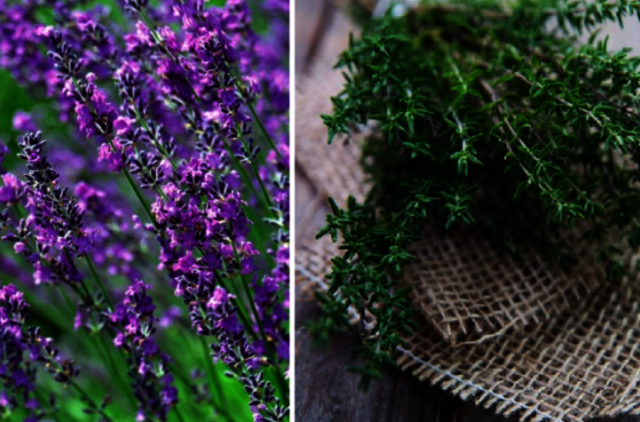 5 aromatiniai augalai, išvarantys kirminus