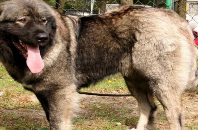 Anūkas tapo senelių augintinio auka