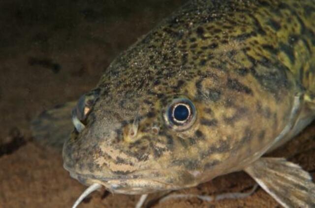 Į Lietuvos upes ir ežerus išleisti milijonai vėgėlių jauniklių