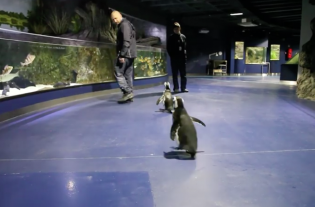 Jūrų muziejaus ekspoziciją įvertino pingvinai