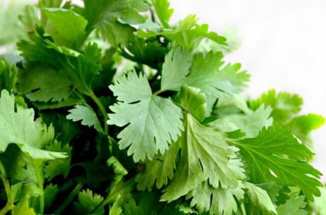 Kokia yra folio rūgšties reikšmė mūsų sveikatai?