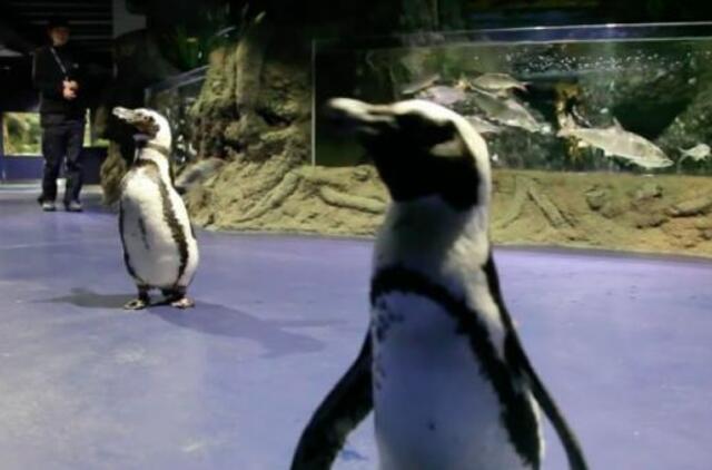 Lietuvos jūrų muziejuje karantino metu ekskursijoje dalyvavo pingvinai