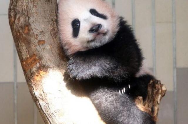 10 pozityvių žinučių, kurias siunčia mums Žemė, kol esame karantine