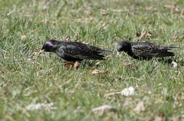 Gyvenimas pro langą: kai galiu žiūrėti televizorių, o jo man visai nereikia...