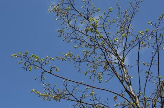 Gyvenimas pro langą: medžiai vampyrai ir donorai