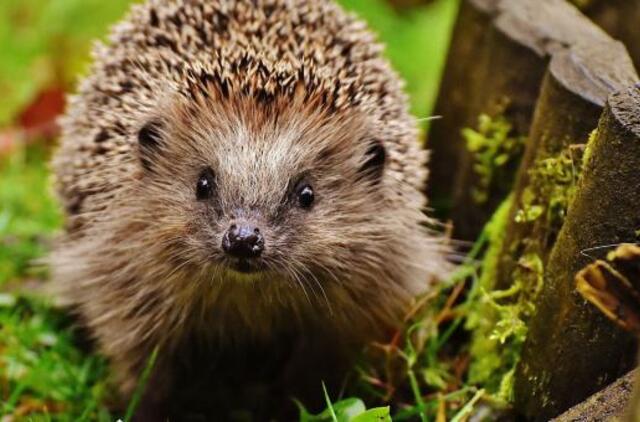 Gyvūnų savivaldybėje