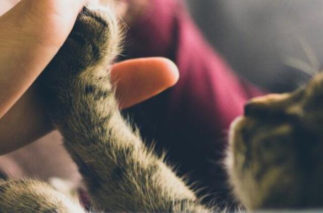 Kaip išvengti netikėtų augintinio priežiūros išlaidų, jei joms santaupų neturite?