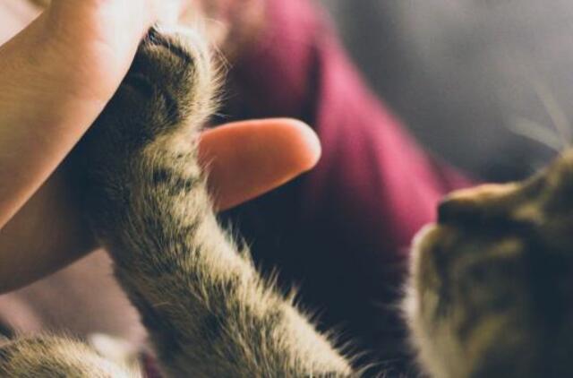 Kaip išvengti netikėtų augintinio priežiūros išlaidų, jei joms santaupų neturite?