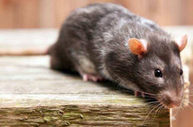 Karantino metu puotauja kenkėjai