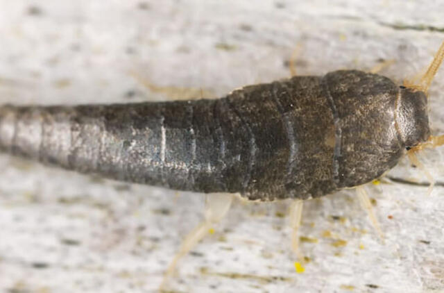 Keistas gyvis mūsų namuose: labai senas, bet nepavojingas