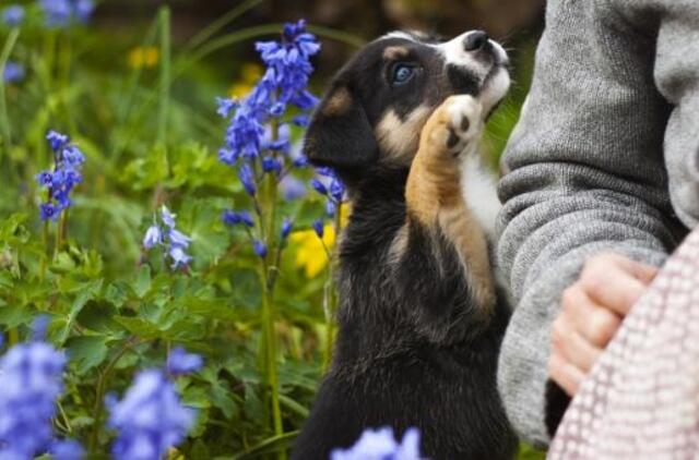 Kokius skanėstus duoti šunims?