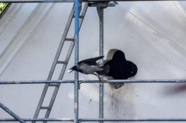 Užpuolikus aptalžiusiam klaipėdiečiui teko aiškintis policijai