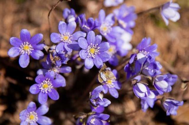 Velykų Sekmadienį lepins šiluma: šils iki 17 laipsnių