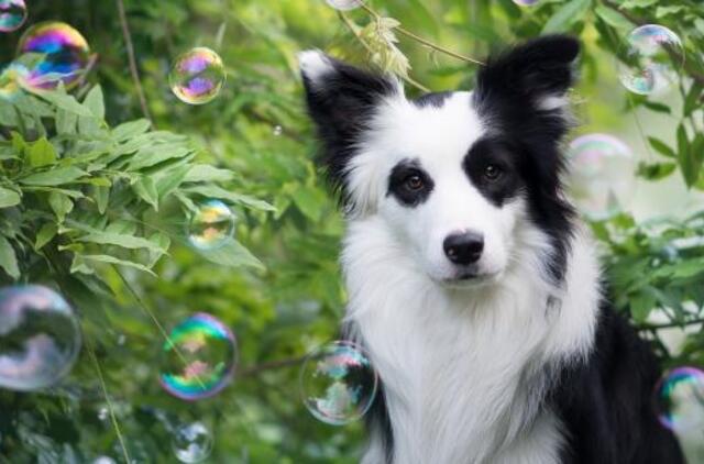 Gražus lyg iš kirpyklos! Kaip prižiūrėti augintinio kailį?