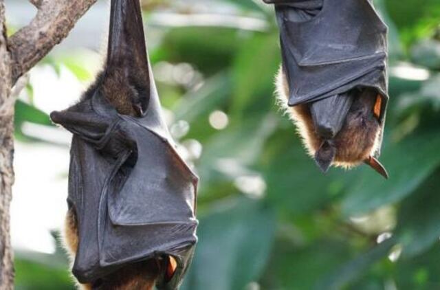 Kinija: Uhano laboratorijoje yra trys šikšnosparnių koronavirusai