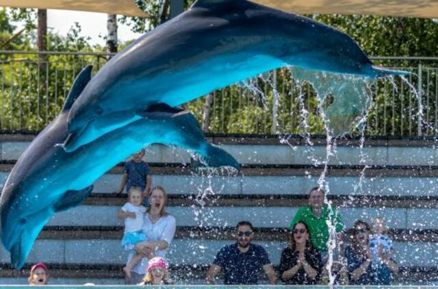 Vėl galima pamatyti delfinus ir jūrų liūtus