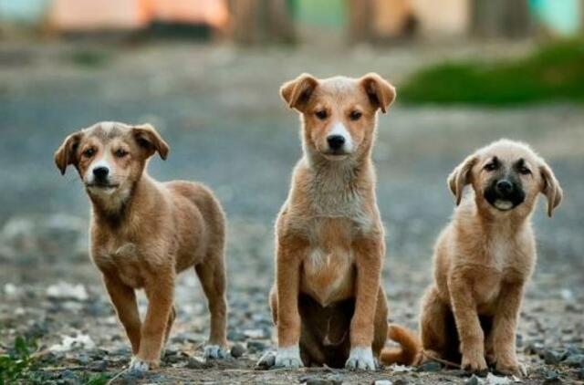 Žingsnis teisinga kryptimi – Kinijoje šunys pagaliau pripažinti augintiniais
