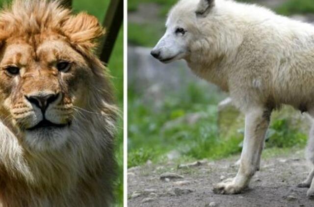 Klaipėdos zoologijos sode - ypatingi vilkai ir Afrikos savanų karaliai