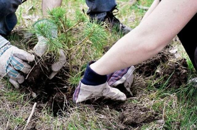 Klimato kaita: sodinti naujus miškus „gali labiau pakenkti, nei duoti naudos“