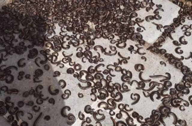 Lietuvių namus užpuolė paslaptingi padarai