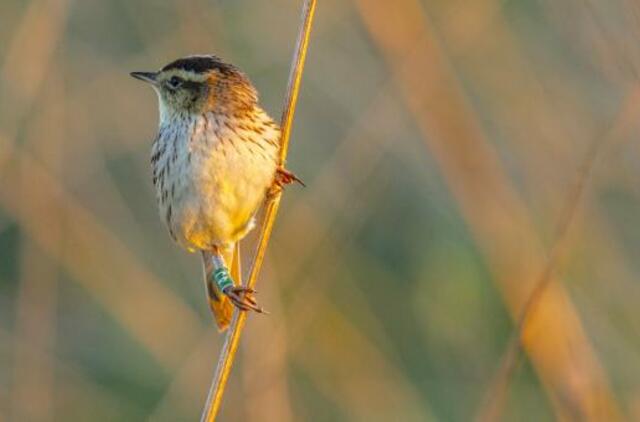 Meldinių nendrinukių populiacija Žuvinte – didžiausia kada nors nustatyta