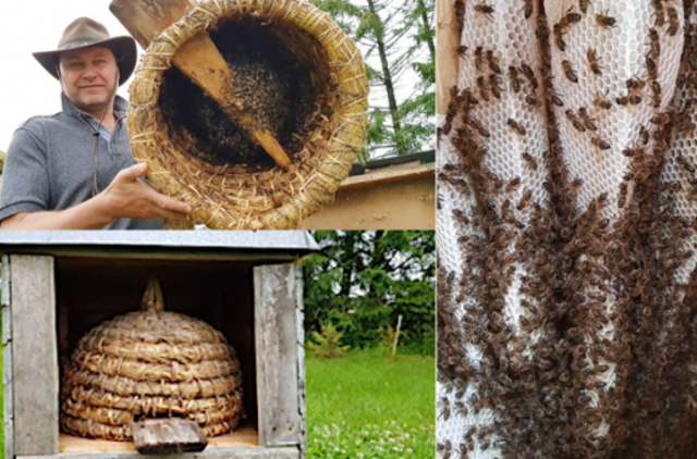 Sodyboje atgimsta drevinė bitininkystė