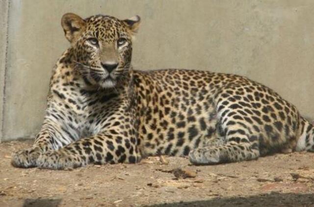Šri Lankoje į kilpas įkliuvo trys reti leopardai