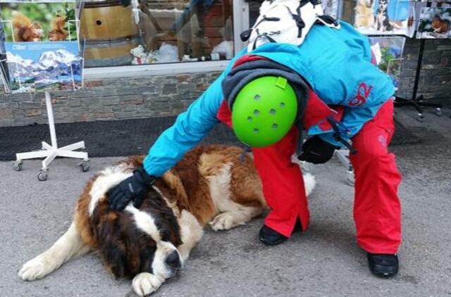 Anglijoje gelbėtojams teko neštuvais nuo kalno nukelti senbernarą