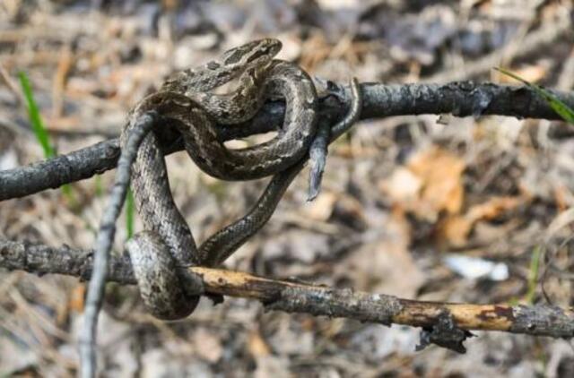 Bernvakario metu vokiečiui į liežuvį įkando gyvatė